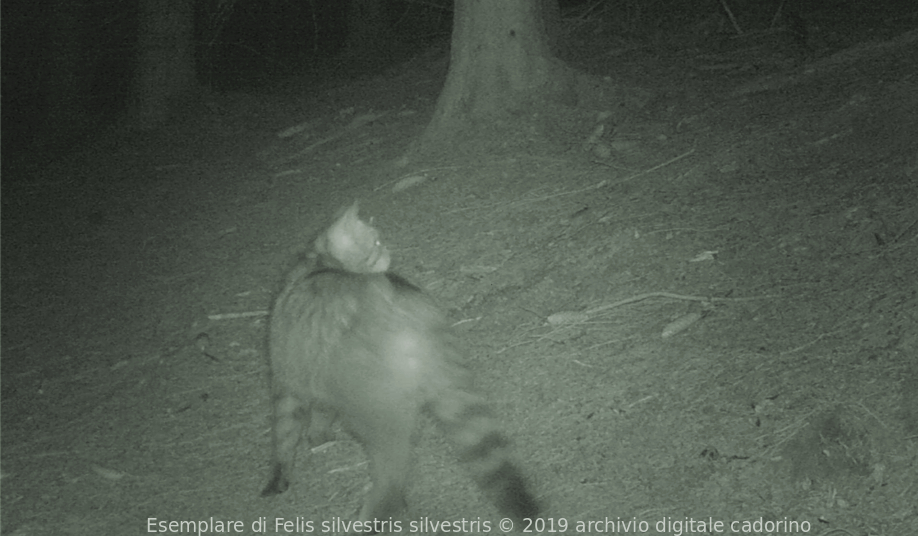 Gatto selvatico (Felis silvestris silvestris)